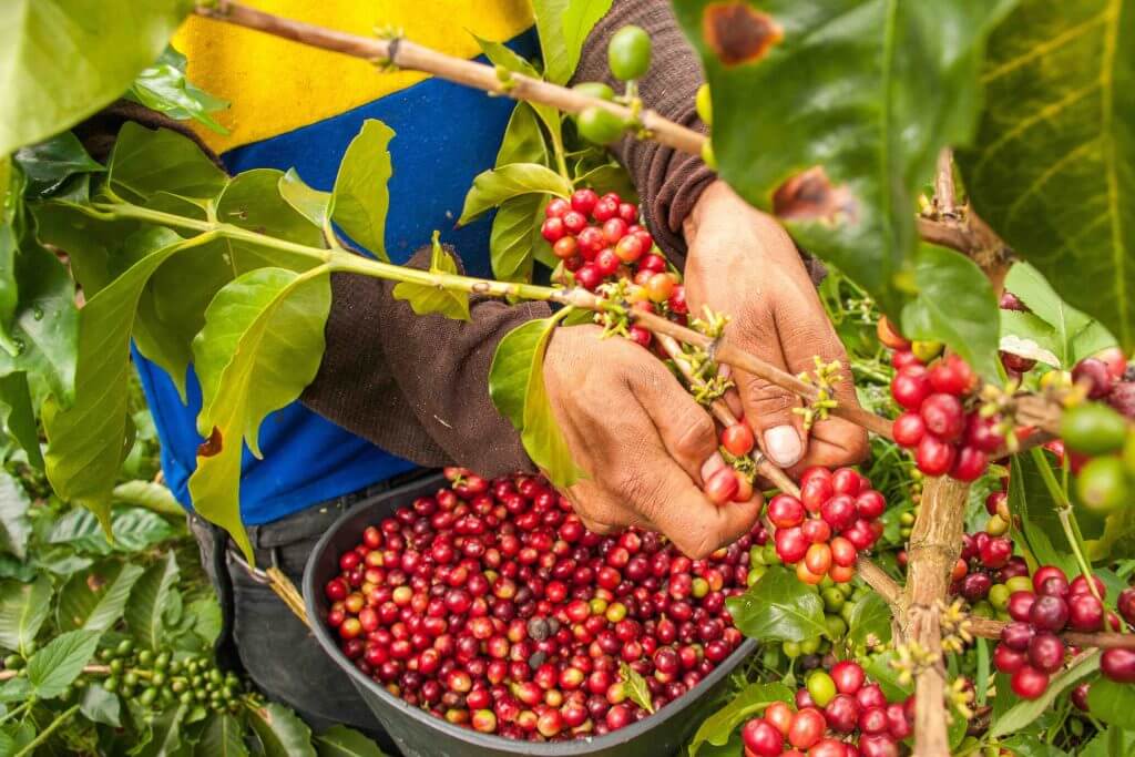 Colombia Coffee Solidaridad